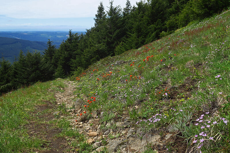 wildflowers [Rooster Rock Trail, Table Rock Wilderness, Clackamas County, Oregon]