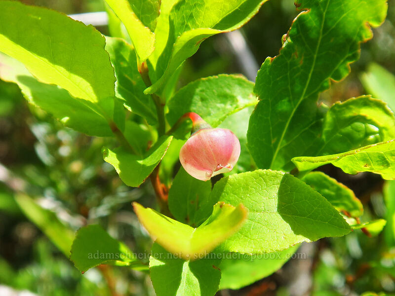 huckleberry flower (Vaccinium sp.) [Rooster Rock, Table Rock Wilderness, Clackamas County, Oregon]