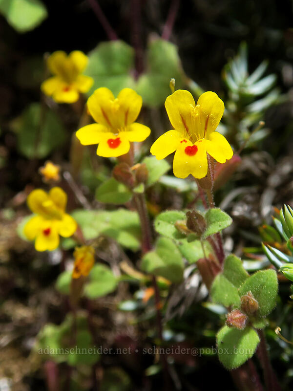 chickweed monkeyflower (Erythranthe alsinoides (Mimulus alsinoides)) [Rooster Rock, Table Rock Wilderness, Clackamas County, Oregon]
