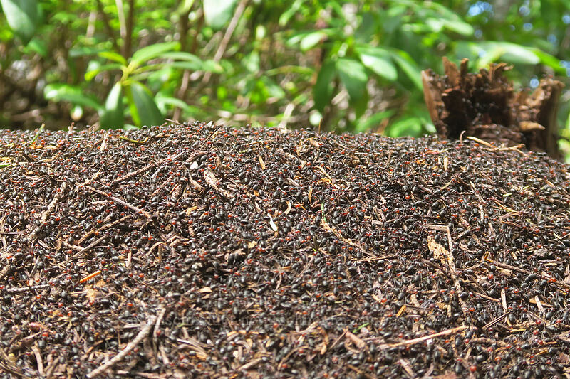 western thatching ant mound (Formica obscuripes) [Saddle Trail, Table Rock Wilderness, Clackamas County, Oregon]