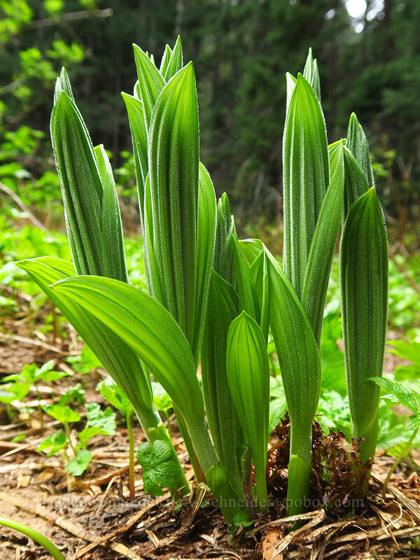corn lily shoots (Veratrum sp.) [Saddle Trail, Table Rock Wilderness, Clackamas County, Oregon]