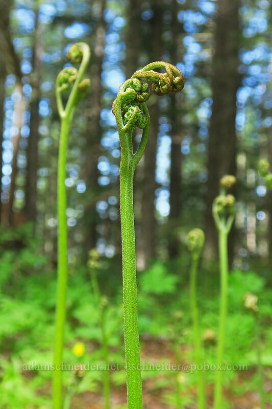 young bracken ferns (Pteridium aquilinum) [Saddle Trail, Table Rock Wilderness, Clackamas County, Oregon]