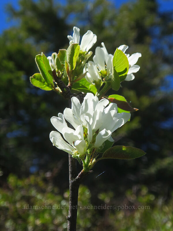 serviceberry flowers (Amelanchier alnifolia) [Table Rock, Table Rock Wilderness, Clackamas County, Oregon]