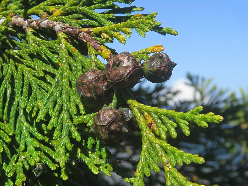 yellow-cedar (Nootka cypress) cones (Callitropsis nootkatensis (Chamaecyparis nootkatensis)) [Table Rock, Table Rock Wilderness, Clackamas County, Oregon]