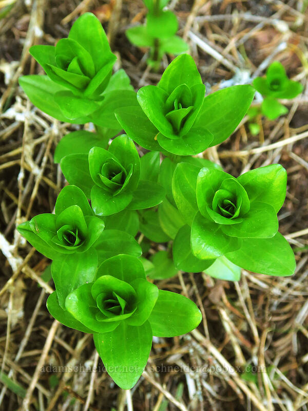 gentian leaves (Gentiana sp.) [Saddle Trail, Table Rock Wilderness, Clackamas County, Oregon]