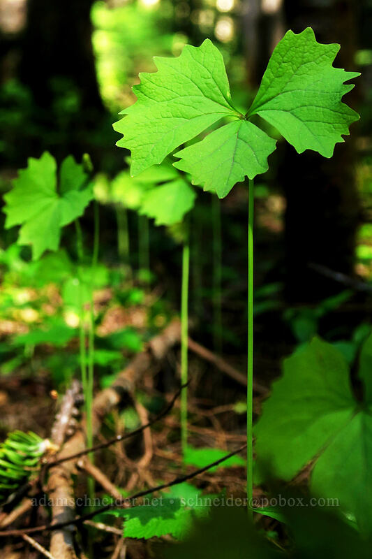 vanilla-leaf (Achlys triphylla) [Saddle Trail, Table Rock Wilderness, Clackamas County, Oregon]