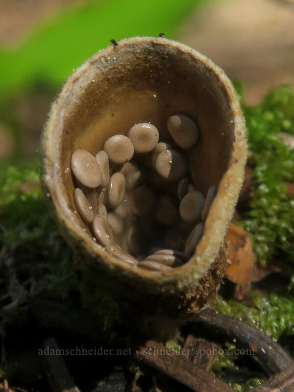 jellied bird's-nest fungus (Nidula candida) [Saddle Trail, Table Rock Wilderness, Oregon]
