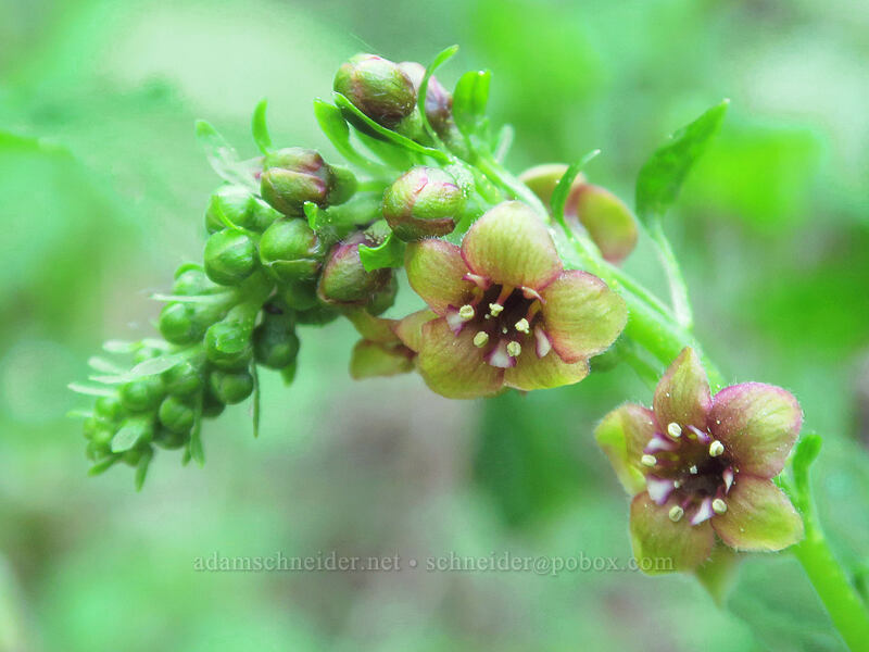 stink currant (Ribes bracteosum) [Saddle Trail, Table Rock Wilderness, Clackamas County, Oregon]