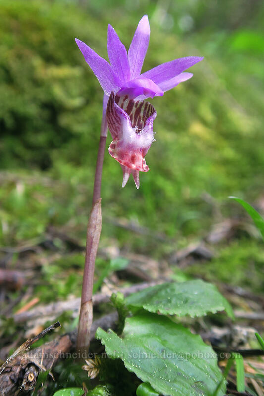 fairy-slipper orchid (Calypso bulbosa var. occidentalis) [Saddle Trail, Table Rock Wilderness, Clackamas County, Oregon]