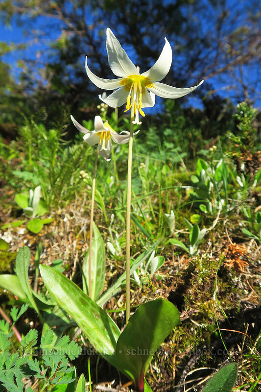 Oregon fawn lily (Erythronium oregonum) [Chicken Rock, Table Rock Wilderness, Clackamas County, Oregon]