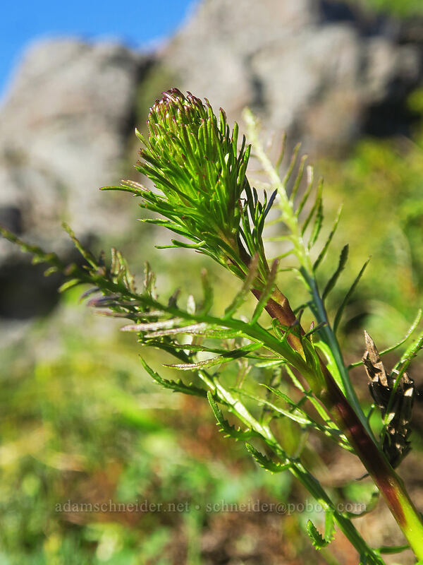 coiled-beak lousewort, budding (Pedicularis contorta) [Chicken Rock, Table Rock Wilderness, Clackamas County, Oregon]