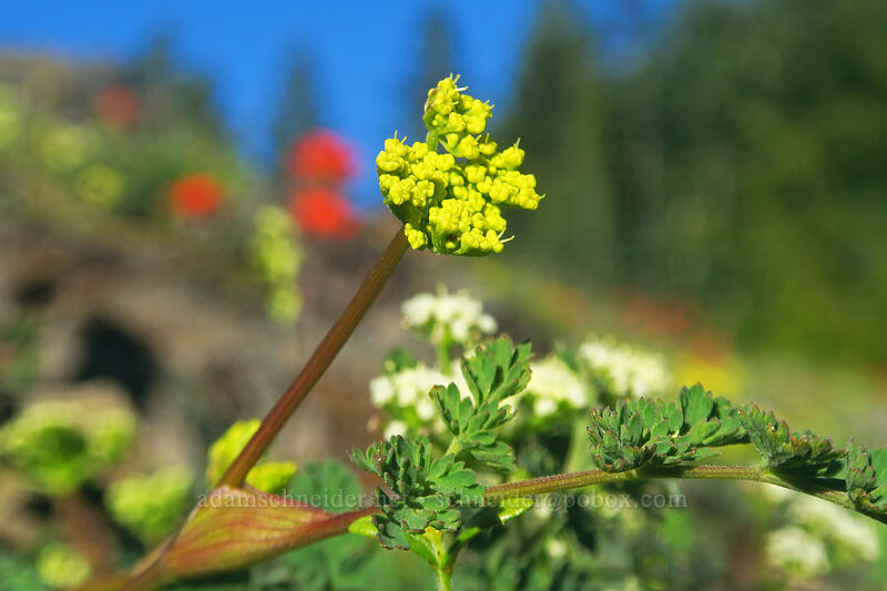 Cascade desert parsley (Lomatium martindalei) [Rooster Rock Trail, Table Rock Wilderness, Clackamas County, Oregon]