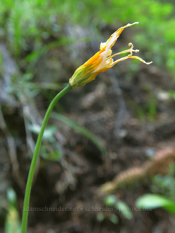 glacier lily, going to seed (Erythronium grandiflorum) [Rooster Rock Trail, Table Rock Wilderness, Clackamas County, Oregon]