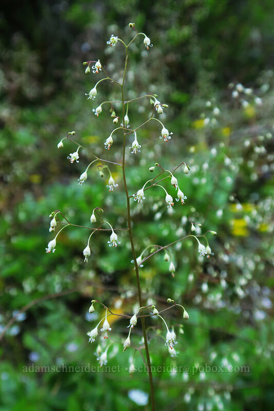 small-flowered alumroot (Heuchera micrantha) [South Fork Molalla Road, Molalla River Recreation Area, Clackamas County, Oregon]