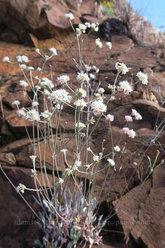 strict buckwheat (Eriogonum strictum var. proliferum) [White River Falls State Park, Wasco County, Oregon]