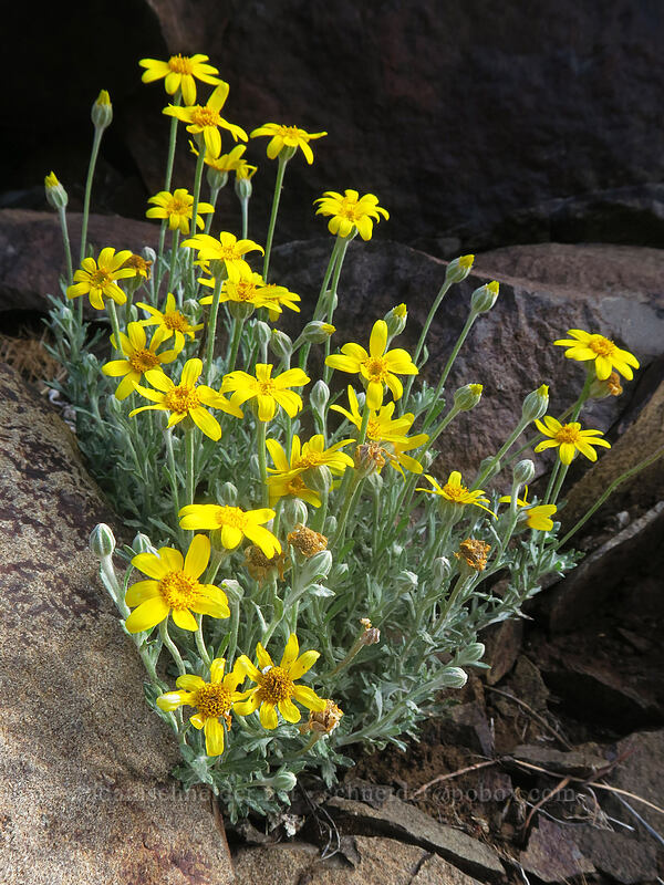Oregon sunshine (Eriophyllum lanatum) [White River Falls State Park, Wasco County, Oregon]