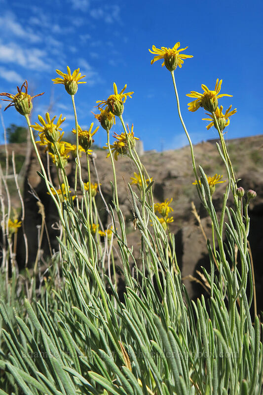 desert yellow daisies/fleabane (Erigeron linearis) [White River Falls State Park, Wasco County, Oregon]