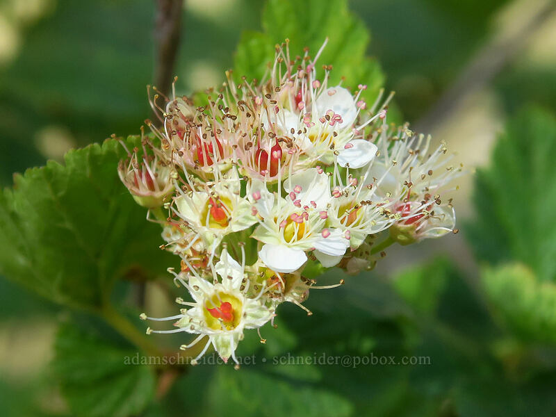 Pacific nine-bark flowers (Physocarpus capitatus) [White River Falls State Park, Wasco County, Oregon]