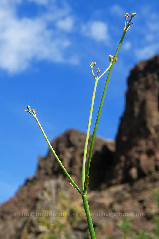 tall buckwheat (Eriogonum elatum) [White River Falls State Park, Wasco County, Oregon]