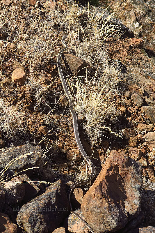 desert striped whip-snake (Masticophis taeniatus taeniatus (Coluber taeniatus taeniatus)) [White River Falls State Park, Wasco County, Oregon]