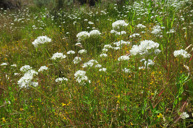 white brodiaea (Triteleia hyacinthina (Brodiaea hyacinthina)) [Deschutes River Access Road, Wasco County, Oregon]