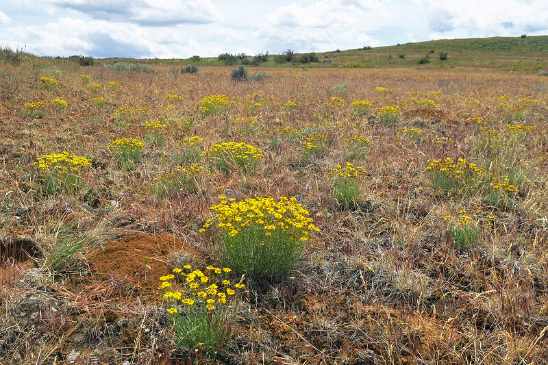 desert yellow daisies/fleabane (Erigeron linearis) [White River Wildlife Area, Wasco County, Oregon]