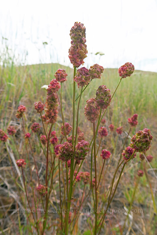 salad burnet (Poterium sanguisorba (Sanguisorba minor)) [White River Wildlife Area, Wasco County, Oregon]