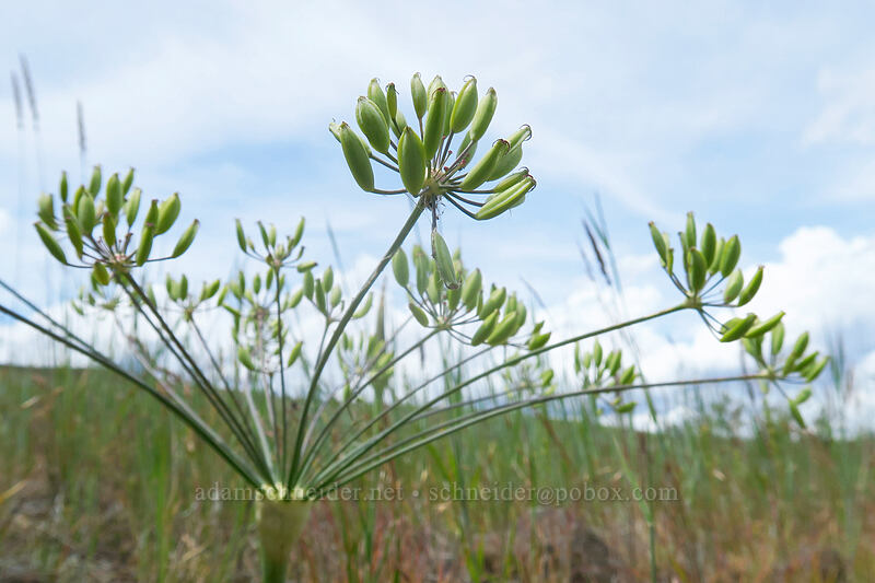 bare-stem desert parsley (Lomatium nudicaule) [White River Wildlife Area, Wasco County, Oregon]
