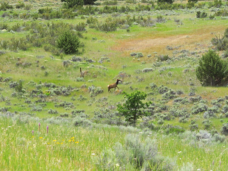 cow elk (Cervus canadensis) [White River Wildlife Area, Wasco County, Oregon]