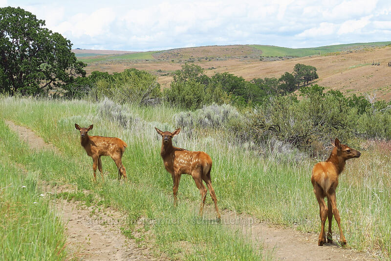 elk calves (Cervus canadensis) [White River Wildlife Area, Wasco County, Oregon]