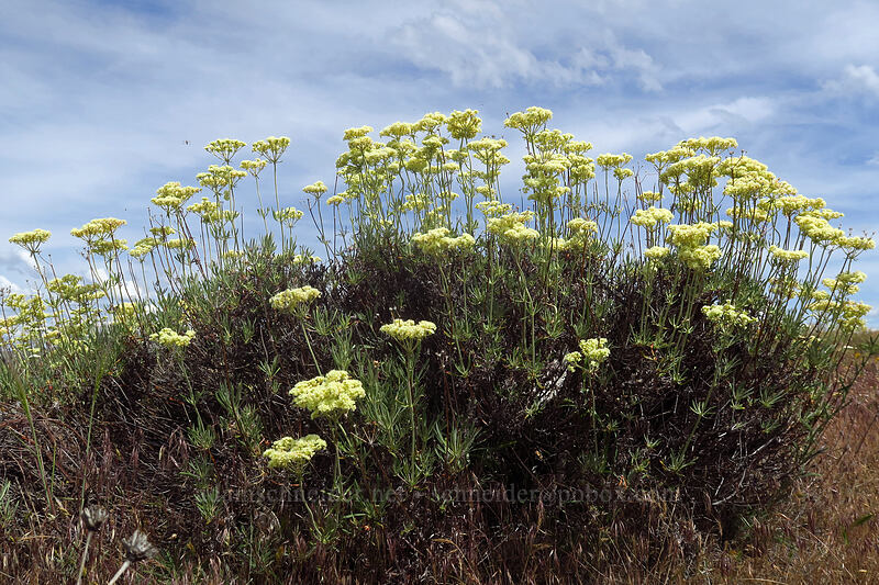 parsnip-flower buckwheat (Eriogonum heracleoides) [Postage Stamp Butte, Wasco County, Oregon]