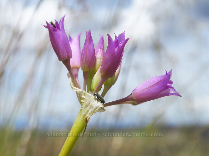 taper-tip onion (Allium acuminatum) [Postage Stamp Butte, Wasco County, Oregon]