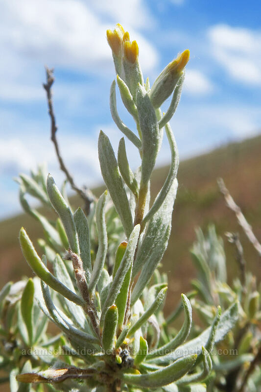 gray horse-brush (Tetradymia canescens) [Postage Stamp Butte, Wasco County, Oregon]