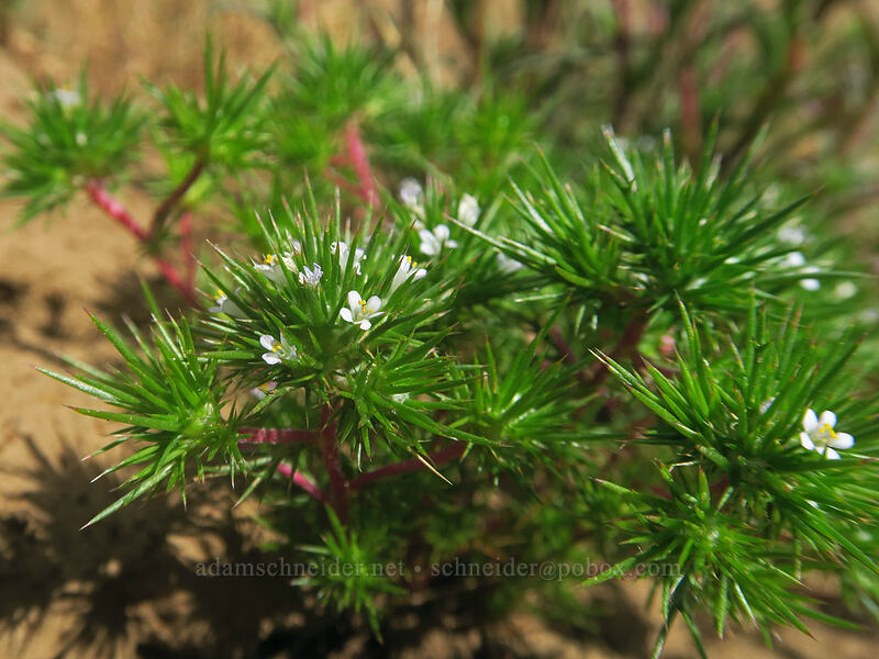 white navarretia (Navarretia leucocephala) [White River Wildlife Area, Wasco County, Oregon]