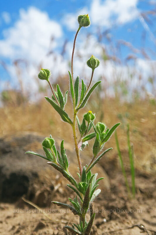 thread-stem madia (Madia exigua) [White River Wildlife Area, Wasco County, Oregon]