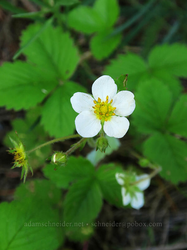wild strawberry (Fragaria vesca) [Forest Road 2730-191, Mt. Hood National Forest, Wasco County, Oregon]