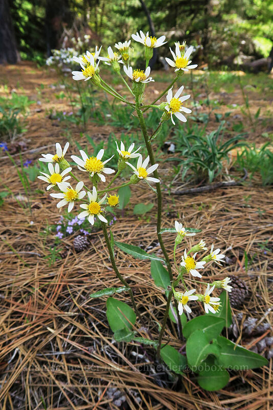 white western groundsel (Senecio integerrimus var. ochroleucus) [Forest Road 2730, Mt. Hood National Forest, Wasco County, Oregon]