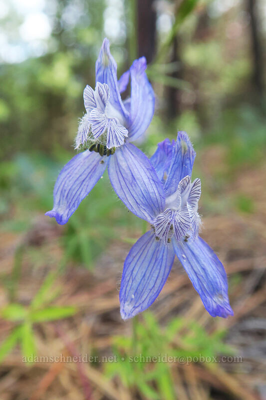 larkspur (Delphinium nuttallianum) [Forest Road 2730, Mt. Hood National Forest, Wasco County, Oregon]