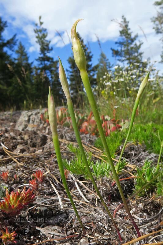 onions, budding (Allium sp.) [Forest Road 2730, Mt. Hood National Forest, Wasco County, Oregon]
