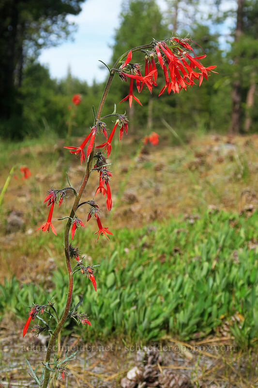 scarlet gilia (Ipomopsis aggregata) [Forest Road 2730, Mt. Hood National Forest, Wasco County, Oregon]
