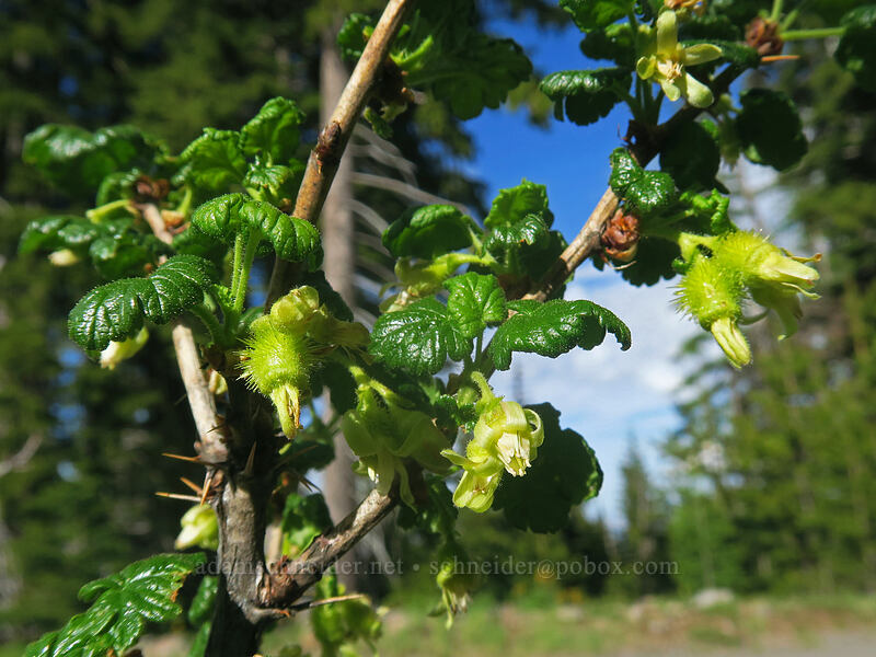 spring/Watson's gooseberry (Ribes watsonianum (Grossularia watsoniana)) [Forest Road 2730, Mt. Hood National Forest, Wasco County, Oregon]