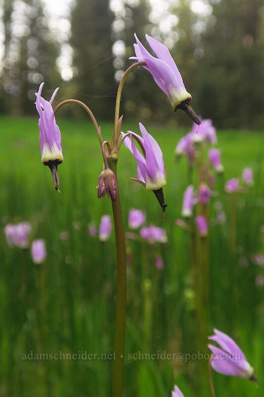 tall mountain shooting stars (Dodecatheon jeffreyi (Primula jeffreyi)) [Bottle Prairie, Mt. Hood National Forest, Hood River County, Oregon]