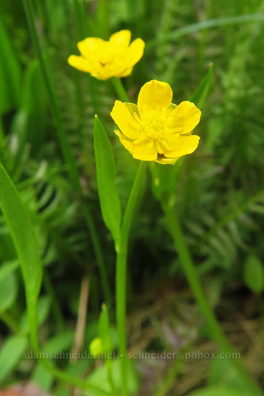 creeping buttercup/spearwort (Ranunculus flammula) [Bottle Prairie, Mt. Hood National Forest, Hood River County, Oregon]