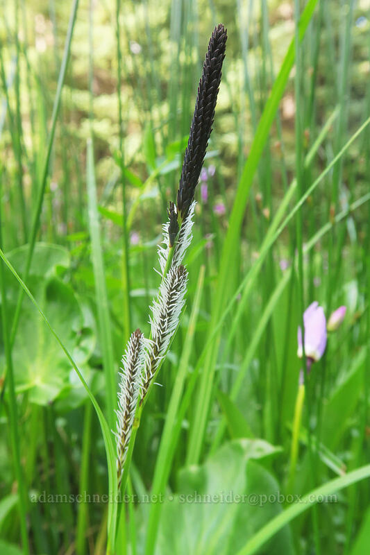 water sedge (Carex aquatilis) [Bottle Prairie, Mt. Hood National Forest, Hood River County, Oregon]
