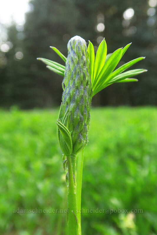 big-leaf lupine (Lupinus polyphyllus) [Bottle Prairie, Mt. Hood National Forest, Hood River County, Oregon]