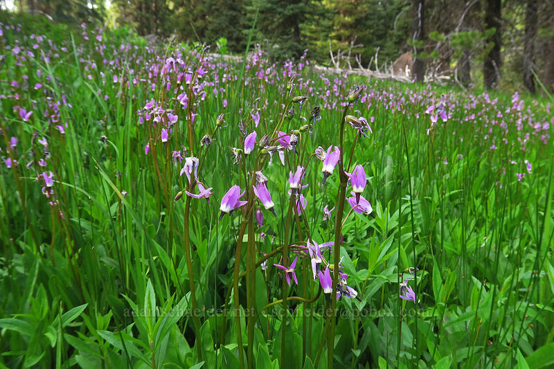 tall mountain shooting stars (Dodecatheon jeffreyi (Primula jeffreyi)) [Bottle Prairie, Mt. Hood National Forest, Hood River County, Oregon]