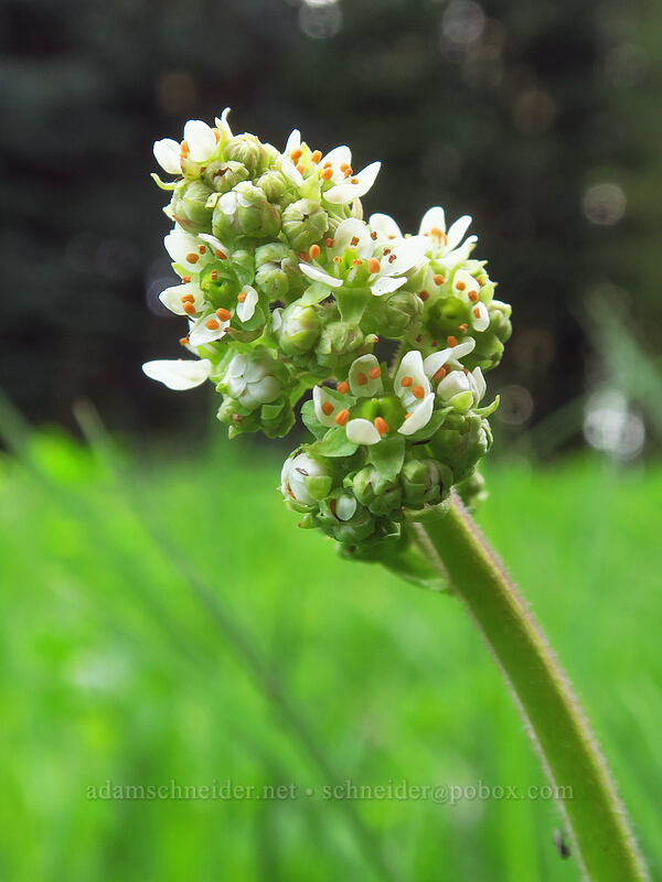 Oregon saxifrage (Micranthes oregana (Saxifraga oregana)) [Bottle Prairie, Mt. Hood National Forest, Hood River County, Oregon]