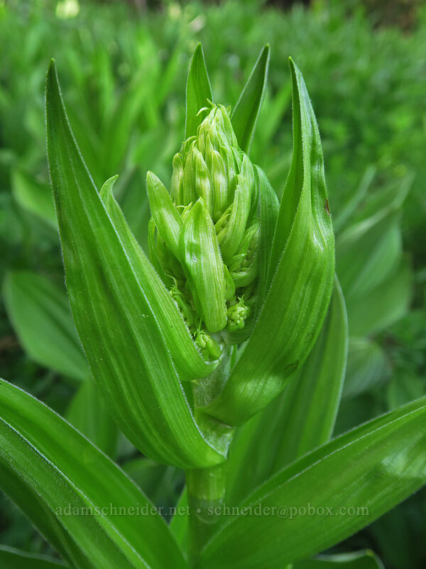 corn-lily, budding (Veratrum sp.) [Bottle Prairie, Mt. Hood National Forest, Hood River County, Oregon]