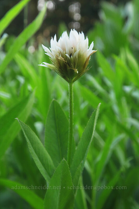 Hansen's long-stalked clover (Trifolium longipes ssp. hansenii (Trifolium hansenii)) [Bottle Prairie, Mt. Hood National Forest, Hood River County, Oregon]