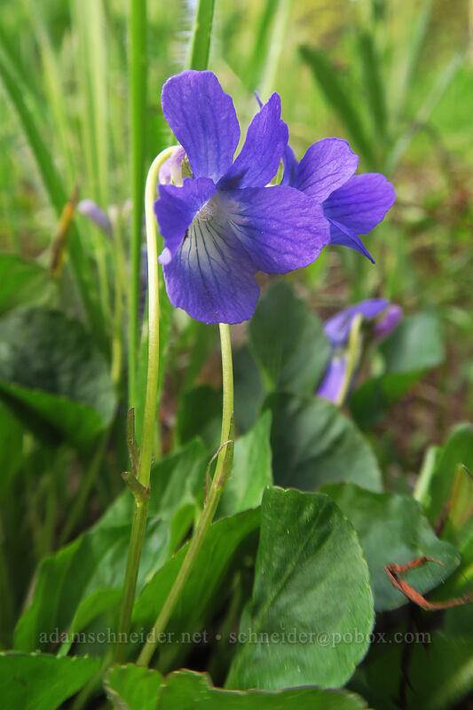 early blue violet (Viola adunca) [Bottle Prairie, Mt. Hood National Forest, Oregon]